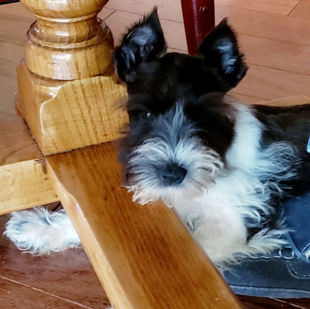 Cooper